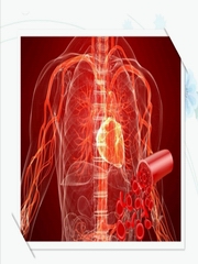养好血管人不老
