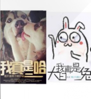 我真是二哈