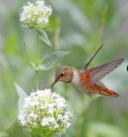 精选 大自然声音 ♫ 潺潺流水，鸟语虫鸣（九）