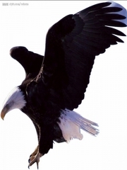 黑鹰传奇(粤语)