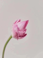 我的身体我做主｜女人养生天天讲