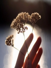 精选 怀旧国语歌 ? 柔软时光[ 一]