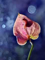 古箏與心靈的對話 ♫ 好風如水[ 一]