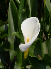 珍妮佛靈魂占星教學